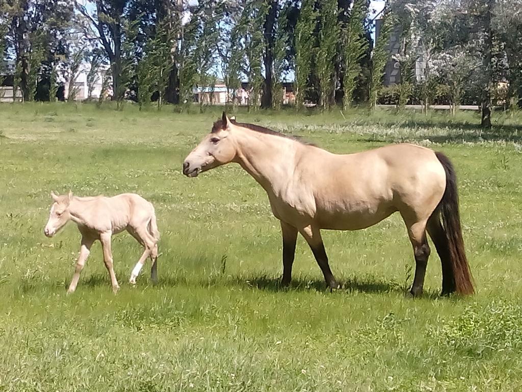 Chacras De Azcona Hosteria Azul Buitenkant foto